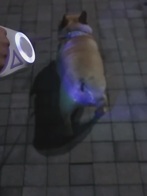 LED-Rollleine für Hunde mit Licht für Welpen, kleine, mittelgroße und große Hunde